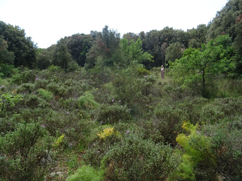 Anacamptis papilionacea